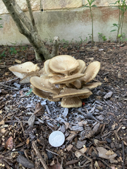Pleurotus columbinus