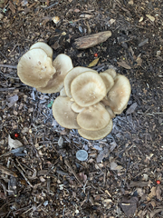 Pleurotus columbinus