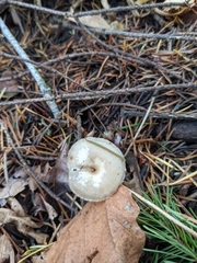 Clitocybe salmonilamella