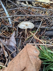 Clitocybe salmonilamella