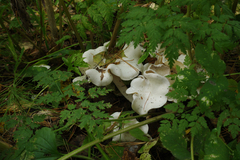 Hygrophorus
