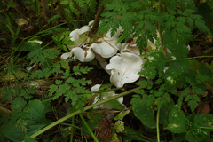 Hygrophorus