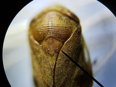 Clastoptera querci