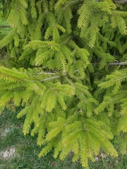 Picea