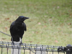 Corvus corone