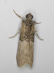 Tlascala reductella