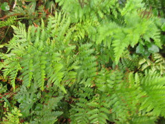 Rumohra adiantiformis