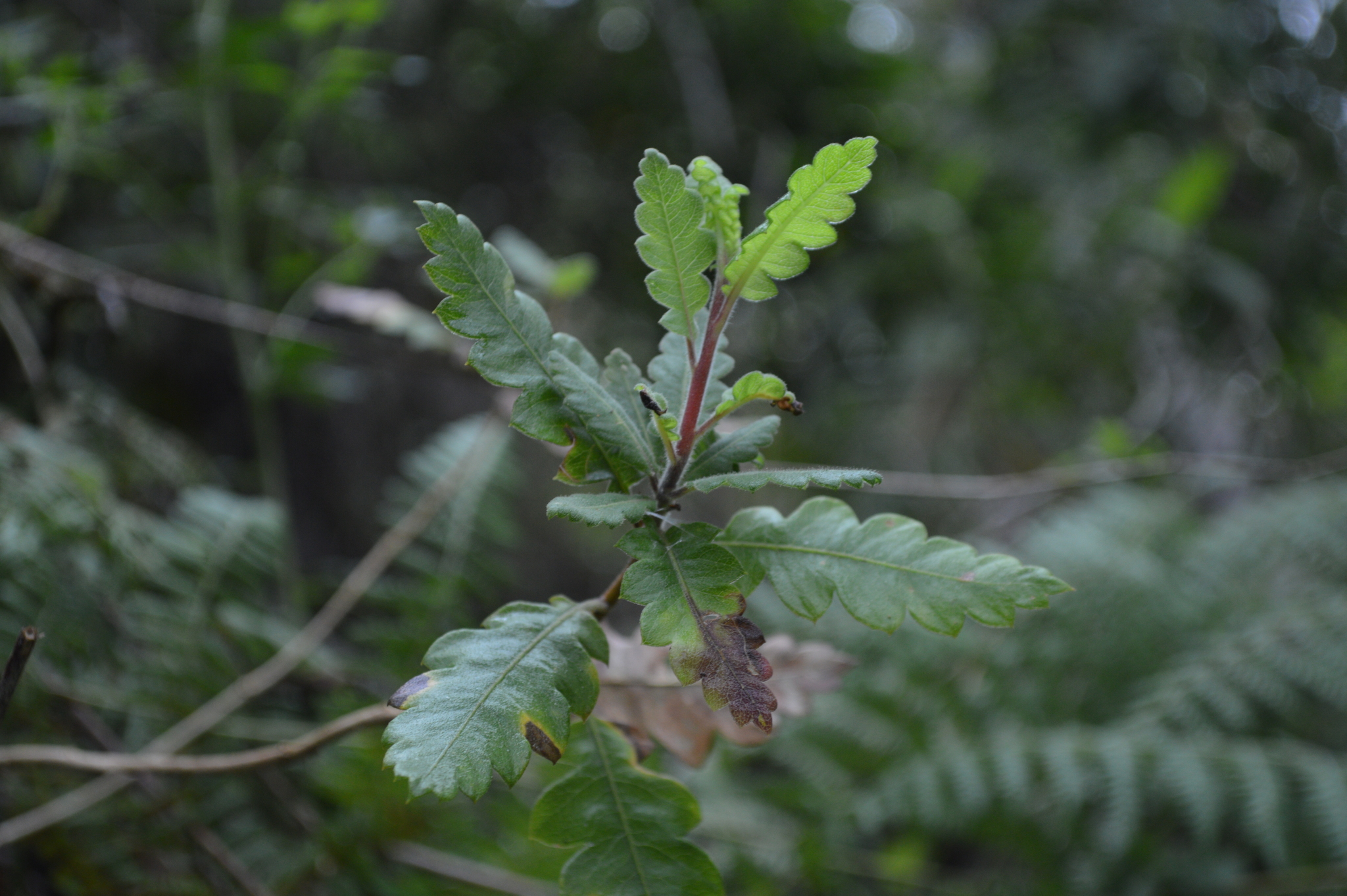 Cantua quercifolia image