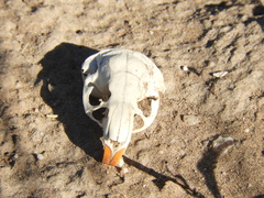 Ctenomys