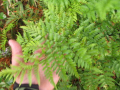 Rumohra adiantiformis