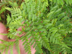 Rumohra adiantiformis