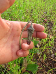 Chaptalia arechavaletae