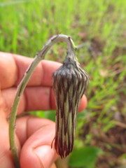 Chaptalia arechavaletae