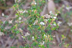 Spyridium parvifolium