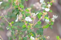 Spyridium parvifolium