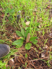 Chaptalia arechavaletae