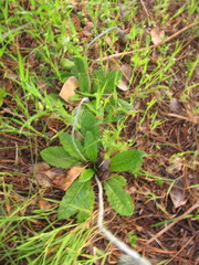 Chaptalia arechavaletae