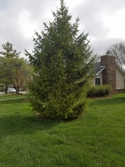 Picea