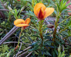 Pultenaea pedunculata