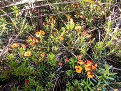 Pultenaea pedunculata