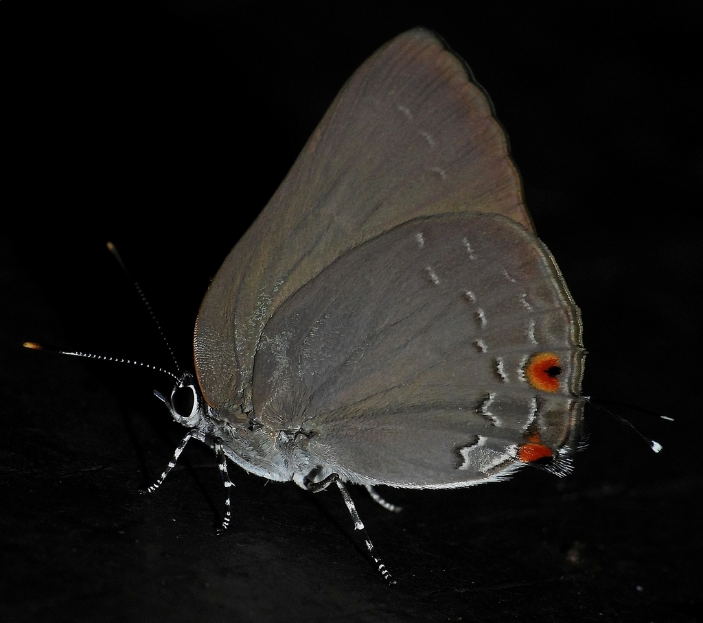 Ignata mulsus