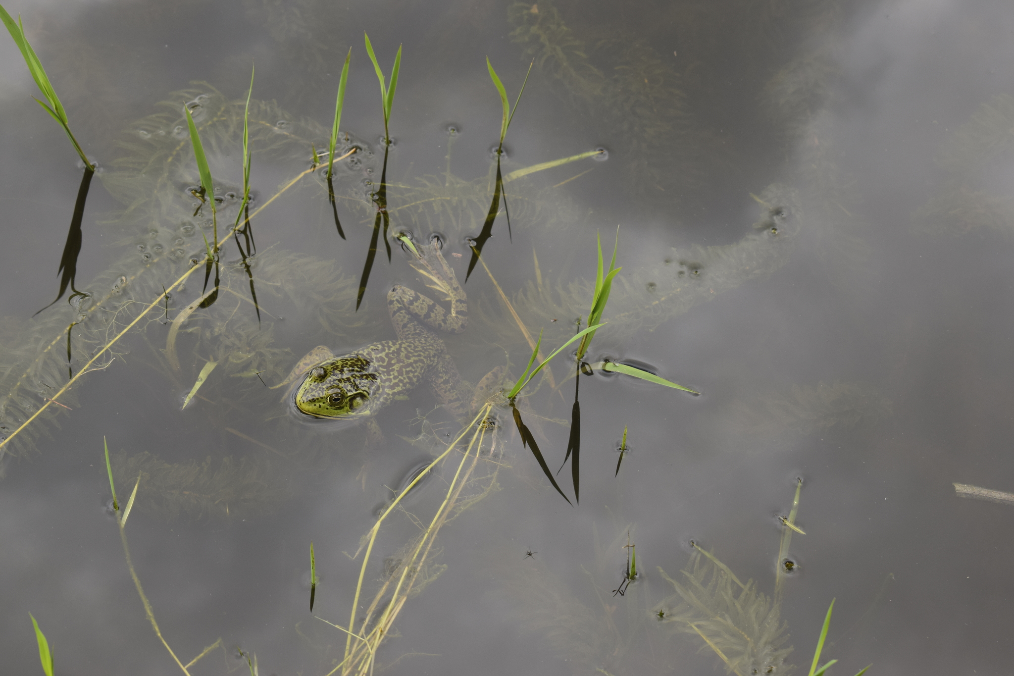 Lithobates image