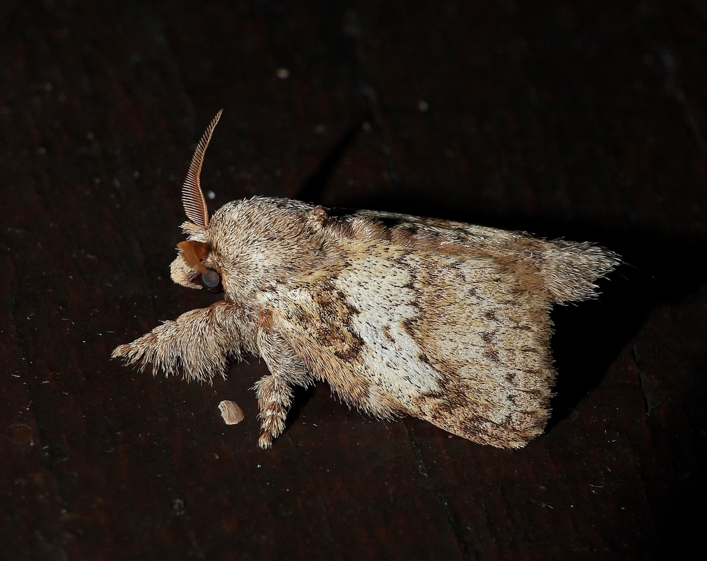 Euglyphis amida
