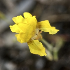Goodenia fascicularis