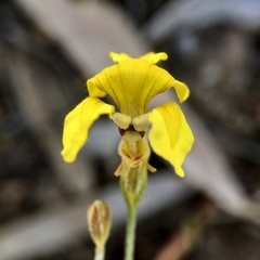 Goodenia fascicularis