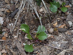 Viola cleistogamoides