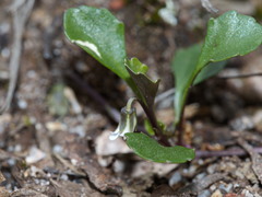 Viola cleistogamoides