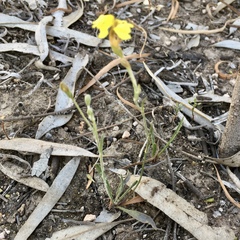 Goodenia fascicularis