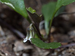 Viola cleistogamoides
