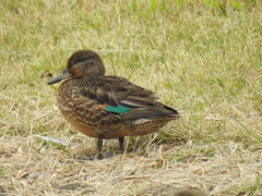 Anas crecca