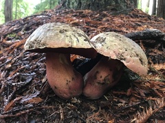 Rubroboletus pulcherrimus