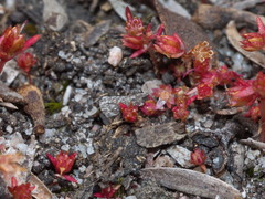 Crassula decumbens