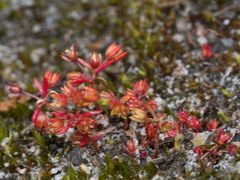Crassula decumbens