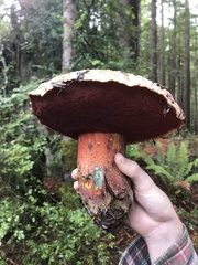 Rubroboletus pulcherrimus