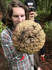 Rubroboletus pulcherrimus