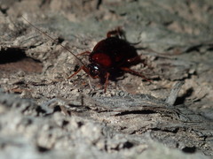 Paratemnopteryx