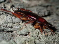 Paratemnopteryx