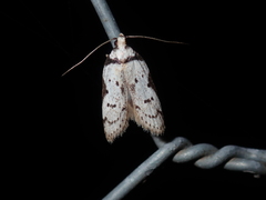 Philobota transversella