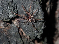 Battalus adamparsonsi