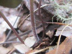 Cardamine flagellifera