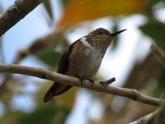 Selasphorus flammula