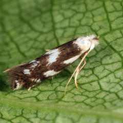 Bucculatrix cuneigera