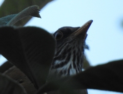 Turdus rufopalliatus