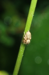 Carrhotus sannio