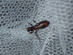 Ectomocoris decoratus