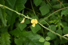 Dunbaria punctata